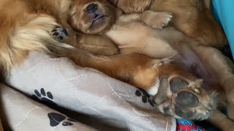 Deeply Sleeping Puppy Enjoys Energetic Dream