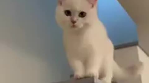 Cute cat smaile comedy video