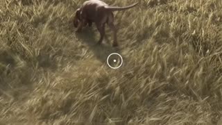Dogs Gone CRAZY!!! Hunter Call of the Wild