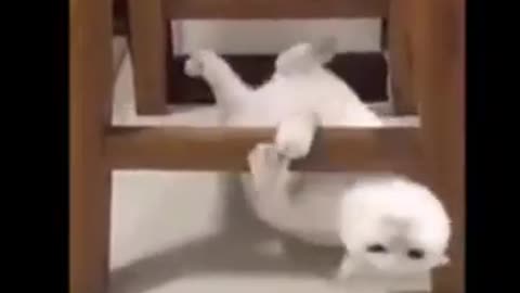 Best Funny Animal Videos in 2023
