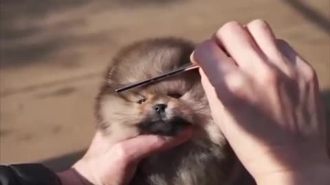 Cute baby Pomeranian
