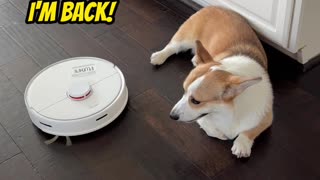 My Corgi taking advantage of his little brother! But it backfires! 🤣🐶❤️