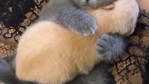 CUTE KITTY HUGS A BABY PUPPY.