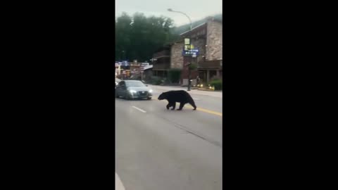 Bear strolls down main street in Gatlinburg, TN