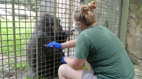 US Zoo Vaccinating Gorillas and Orangutans Against COVID With Special Animal Vaccine