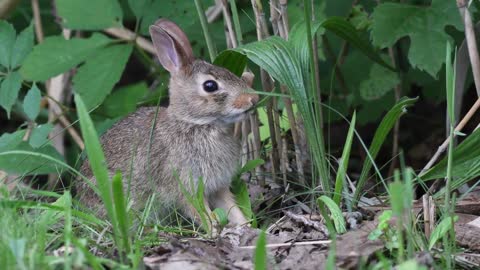 Native Marsh Rabbit At Venus, Ranch. A Sanctuary Ranch. Venus, Florida