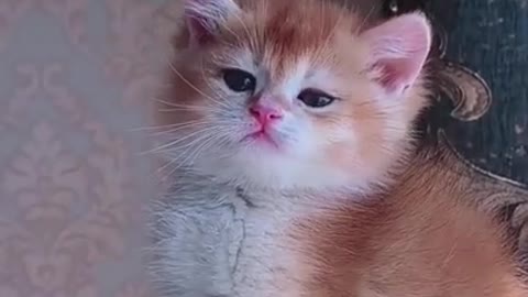 cute cat videos #2