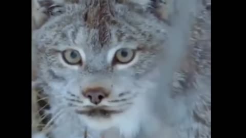 beautiful Lynx