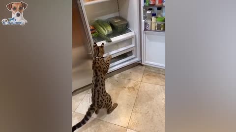 Cucumbers Scare The Life Out Of a cat