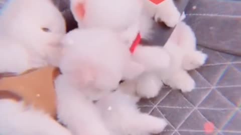 How Many Puppies Do You Want To Take Out To Play