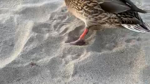 Tasty apple pie special for ducks