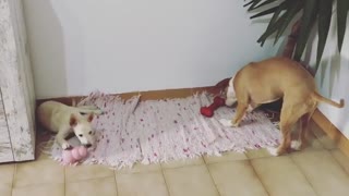 2 Dogs Playing With Thier Balls Toy