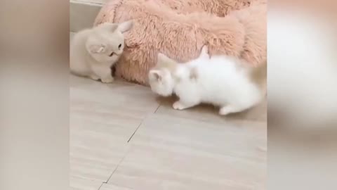 Cats Playing and Having Fun
