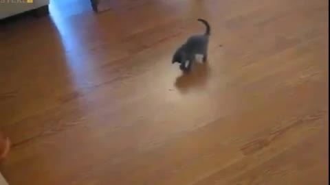Kitten and vacuum cleaner