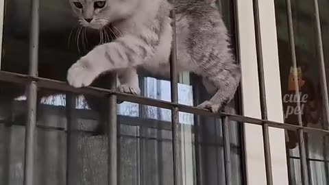 Funny Cat