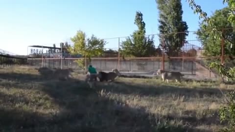 Fearless Man Faces Lion in Epic Encounter