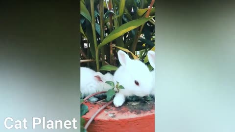Funny and Cute Hamster Compilation 2021