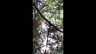Summer Spruce Tree 2019