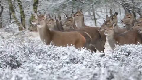 Deer Herd In Forest In Winter