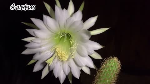 Cactus FLowers Wonder Of Nature