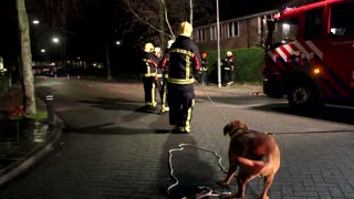 Dutch Firefighters Get a Little Help with Damaged Trees