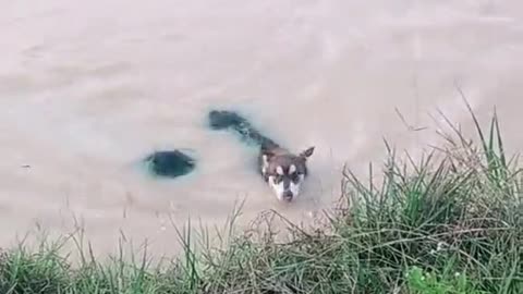 Dog Helps Human to Shore
