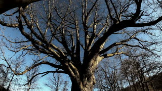 Shadows of a Wolf Tree