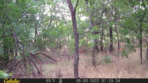 Speckled fawn - Staying Close to Mama!!