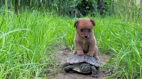 CAT AND TURTLE FUNNY VIDEOS