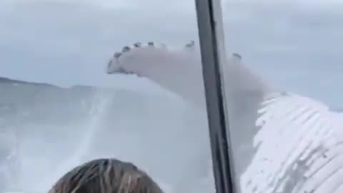 Incredible close encounter with a humpback whale