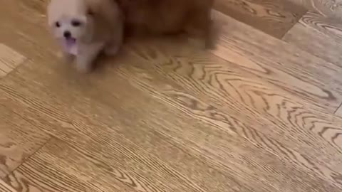 Two Cute Dog Puppies Playing Together