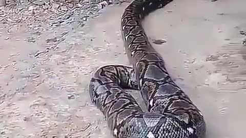 Child doesn't know it's python! Shocking video.