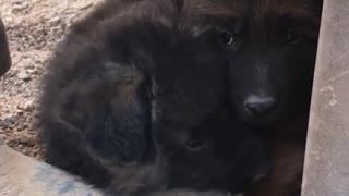 Brown puppies resting on top of one another