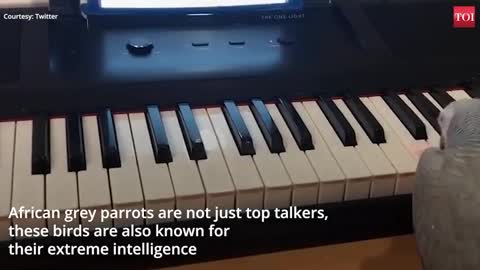 Amazing African Grey Parrot Plays Tune on Piano