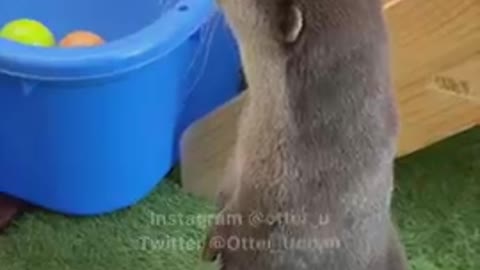 Otter Belle Playing alone Cutely