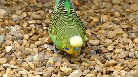 Cute parrot eating grains