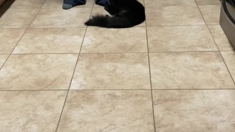 Binxy Loves Being Slid Across the Floor