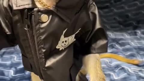 Awsome Monkey with Awsome style