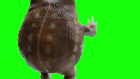 Frog Looking out the Window | Green Screen