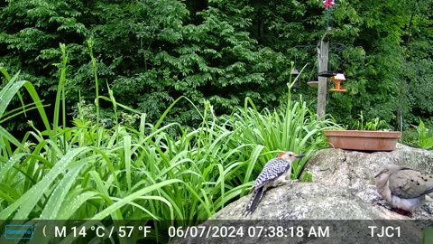 Mourning Dove, Red-bellied Woodpecker Conflict