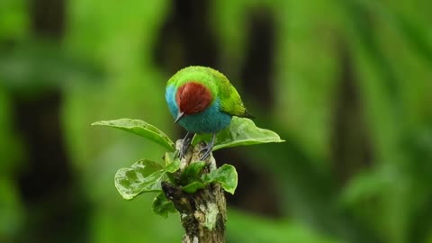 Amazing and beautiful Birds