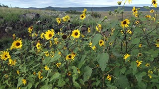 Sunflowers at Mormon Lake, Arizona