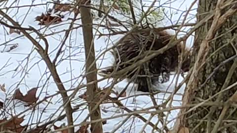 Cute porcupine