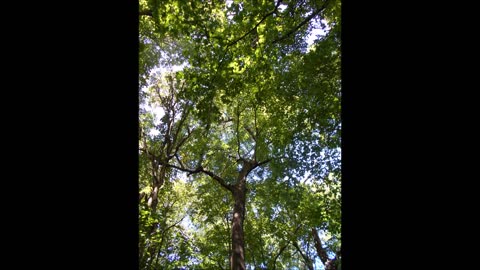 Song of the Tree of Life Caron Park Rice County Minnesota 2019