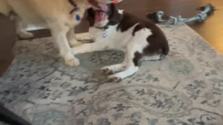 "Aggressive" Golden Retriever Roughs Up Her Springer Spaniel Brother (He Loves It!)