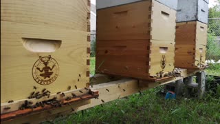 A busy Apiary