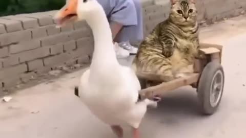 Funny cat enjoying to ride on cart driven by duck