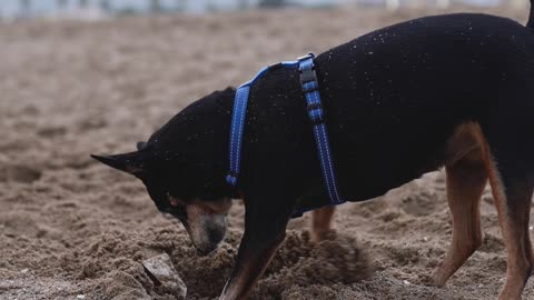 Dog Found something precious from sand