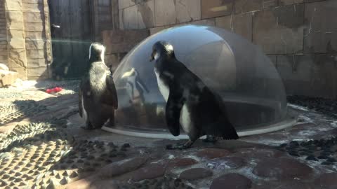 A Real Penguin Gets Sincerely Confused By A Toy Penguin