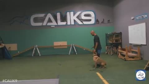 Modern Dog Training